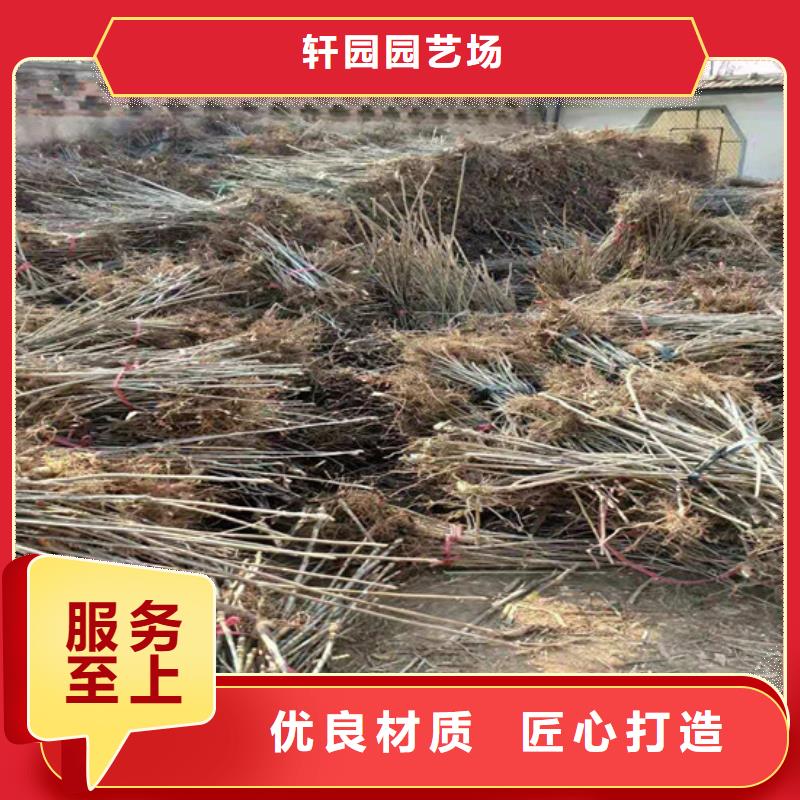 北美冬青-视频-北美冬青-山西省(本土)生产商-太原|晋城|朔州|阳泉|临汾