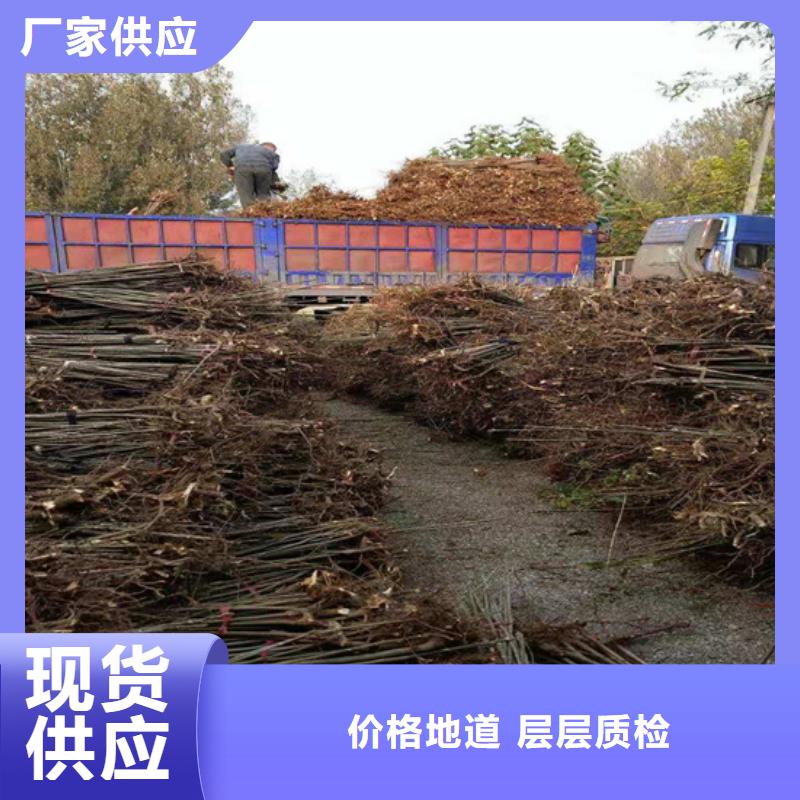 香椿石榴树服务至上