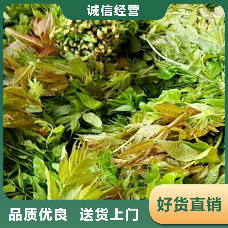 北美冬青-视频-江西省新余市轩园北美冬青可服务区域渝水|分宜|宜春|萍乡|吉安|上饶|抚州|景德镇等