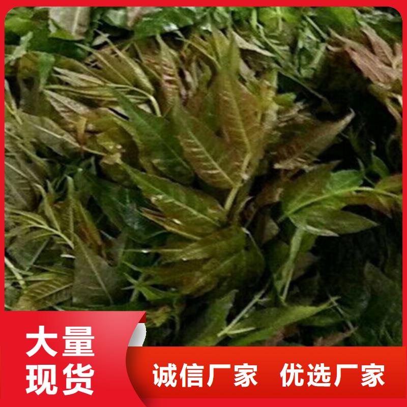 北美冬青-视频-江西省新余市轩园北美冬青可服务区域渝水|分宜|宜春|萍乡|吉安|上饶|抚州|景德镇等