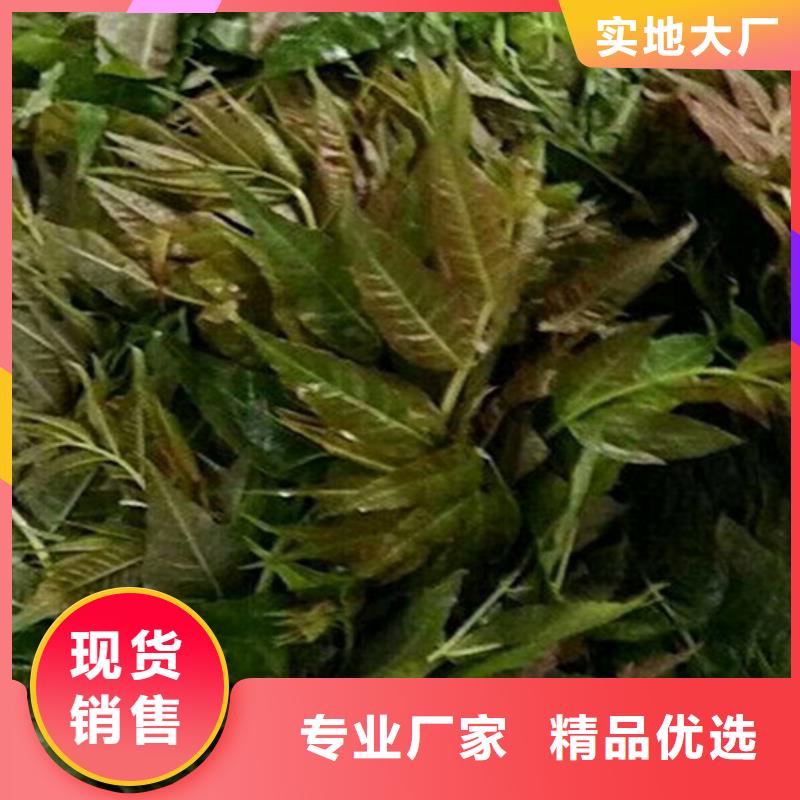 北美冬青-视频-北美冬青-山西省(本土)生产商-太原|晋城|朔州|阳泉|临汾