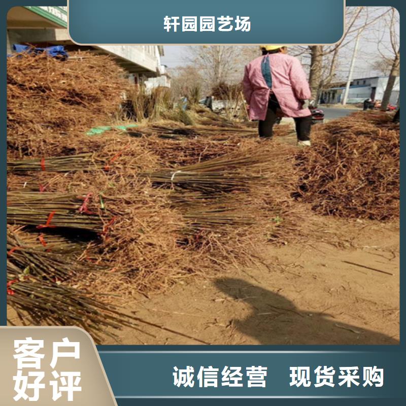 香椿_樱桃苗来电咨询