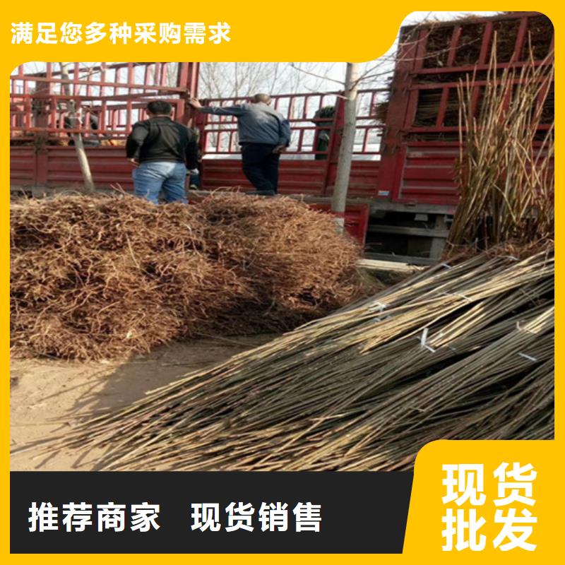 香椿_樱桃苗来电咨询