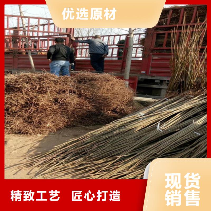 北美冬青-视频-江西省新余市轩园北美冬青可服务区域渝水|分宜|宜春|萍乡|吉安|上饶|抚州|景德镇等