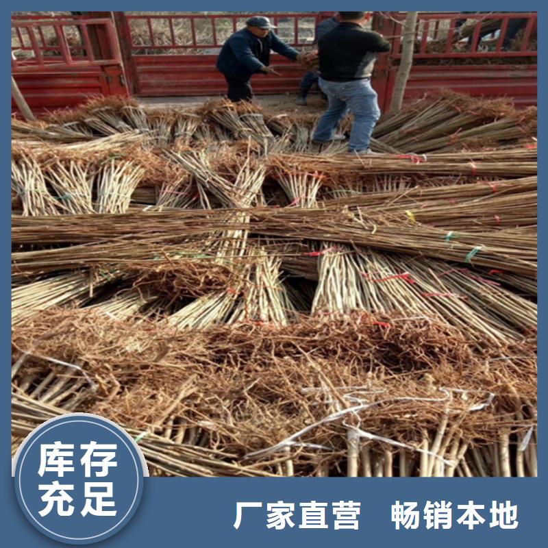 香椿石榴树服务至上