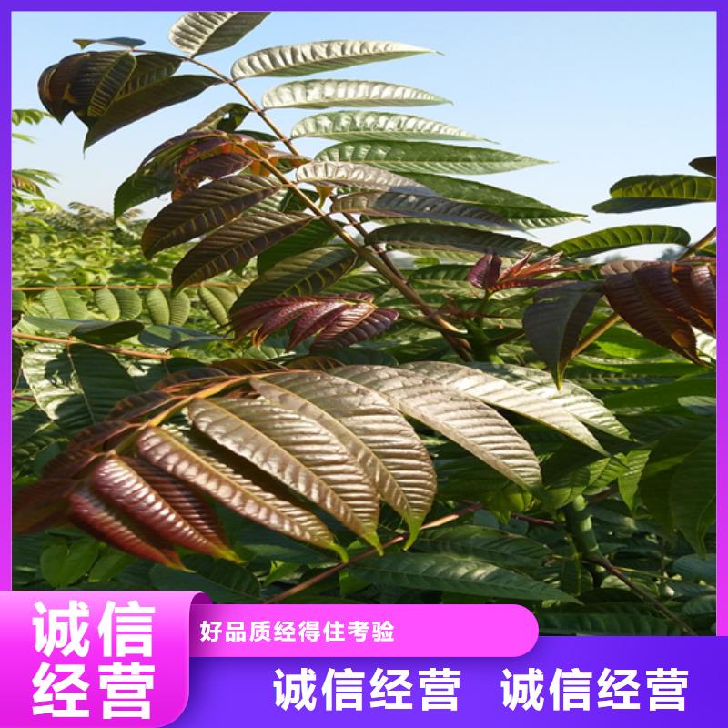 北美冬青-视频-江西省新余市轩园北美冬青可服务区域渝水|分宜|宜春|萍乡|吉安|上饶|抚州|景德镇等
