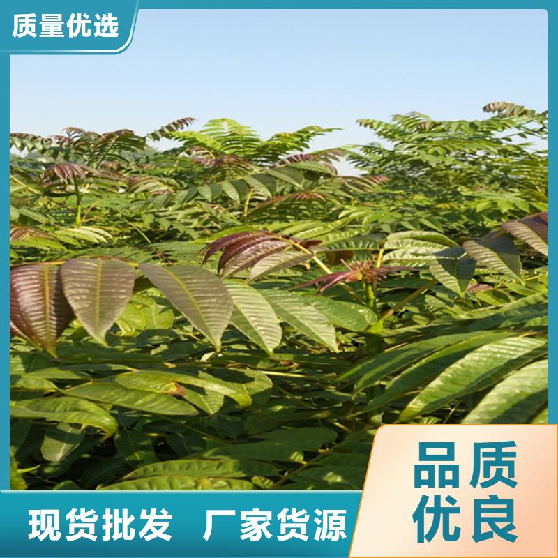香椿_樱桃苗来电咨询