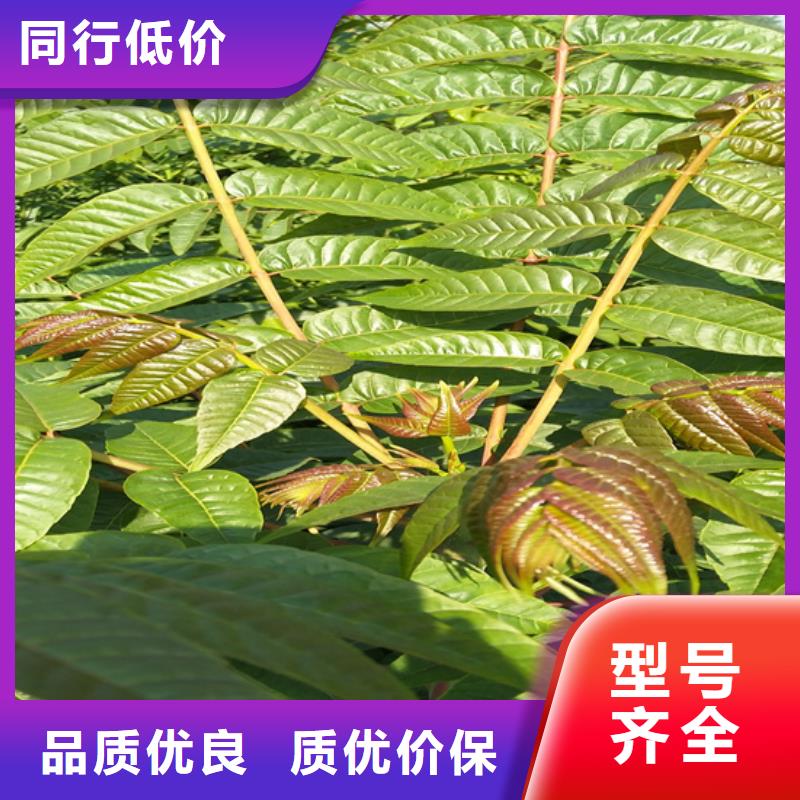 北美冬青-视频-江西省新余市轩园北美冬青可服务区域渝水|分宜|宜春|萍乡|吉安|上饶|抚州|景德镇等