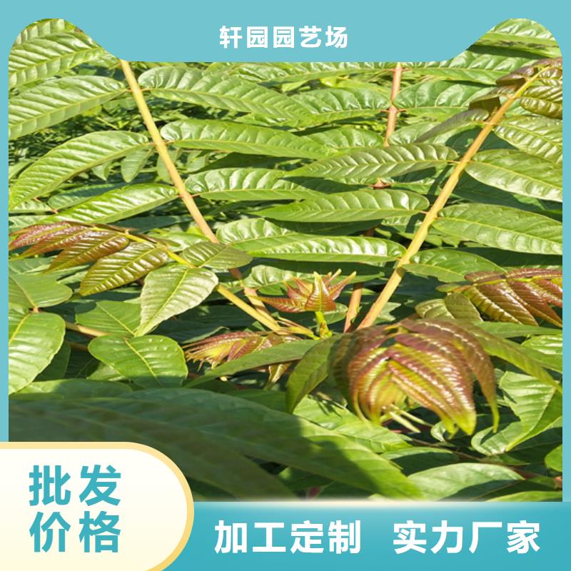 香椿西瓜苗厂家精选