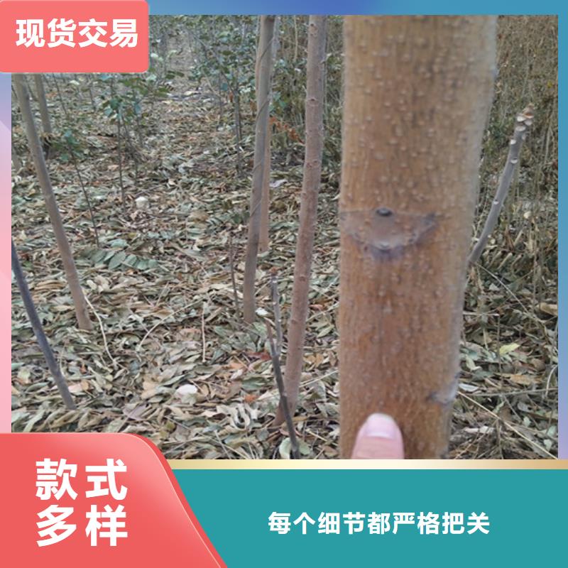 北美冬青-视频-江西省新余市轩园北美冬青可服务区域渝水|分宜|宜春|萍乡|吉安|上饶|抚州|景德镇等
