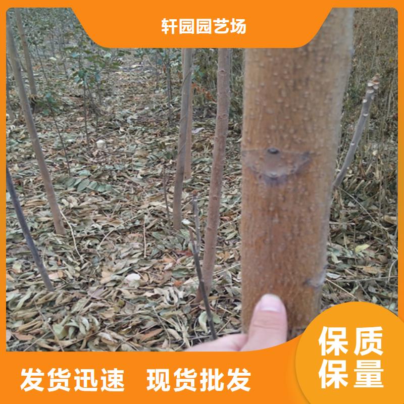 香椿西瓜苗厂家精选