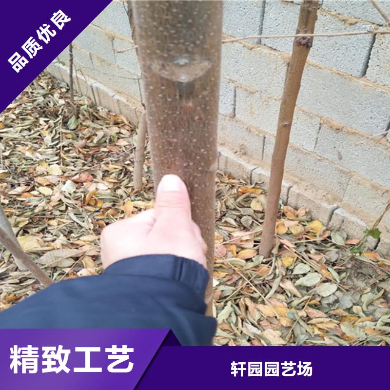 北美冬青-视频-江西省新余市轩园北美冬青可服务区域渝水|分宜|宜春|萍乡|吉安|上饶|抚州|景德镇等
