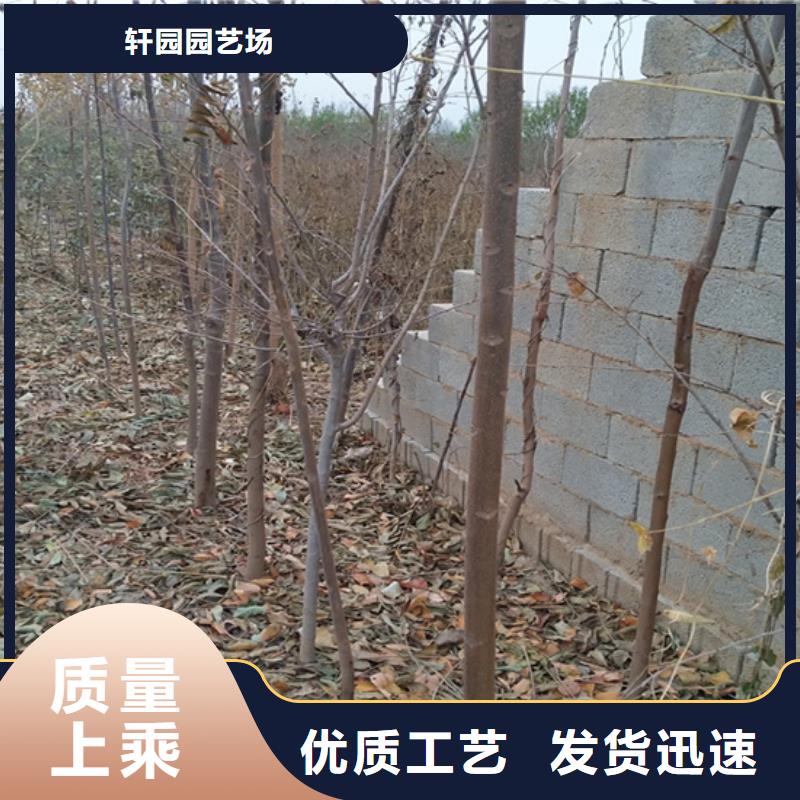 北美冬青-视频-江西省新余市轩园北美冬青可服务区域渝水|分宜|宜春|萍乡|吉安|上饶|抚州|景德镇等