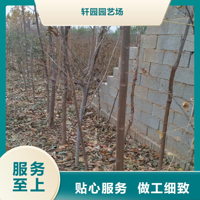北美冬青-视频-北美冬青-山西省(本土)生产商-太原|晋城|朔州|阳泉|临汾