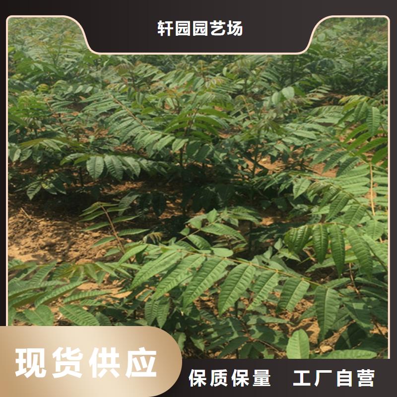 香椿_樱桃苗来电咨询