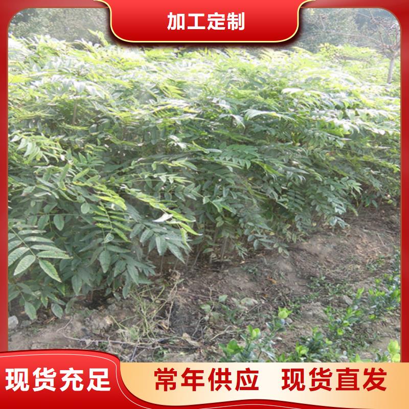 北美冬青-视频-江西省新余市轩园北美冬青可服务区域渝水|分宜|宜春|萍乡|吉安|上饶|抚州|景德镇等