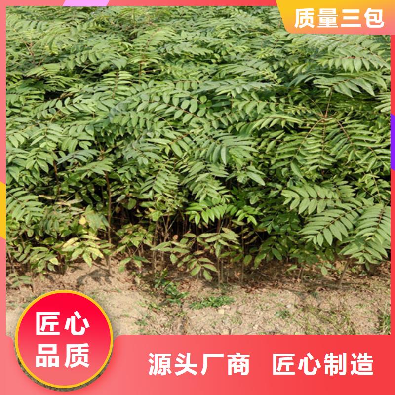 北美冬青-视频-江西省新余市轩园北美冬青可服务区域渝水|分宜|宜春|萍乡|吉安|上饶|抚州|景德镇等