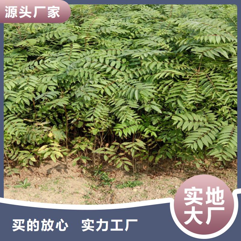 香椿石榴树服务至上