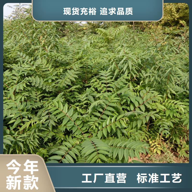 北美冬青-视频-北美冬青-山西省(本土)生产商-太原|晋城|朔州|阳泉|临汾