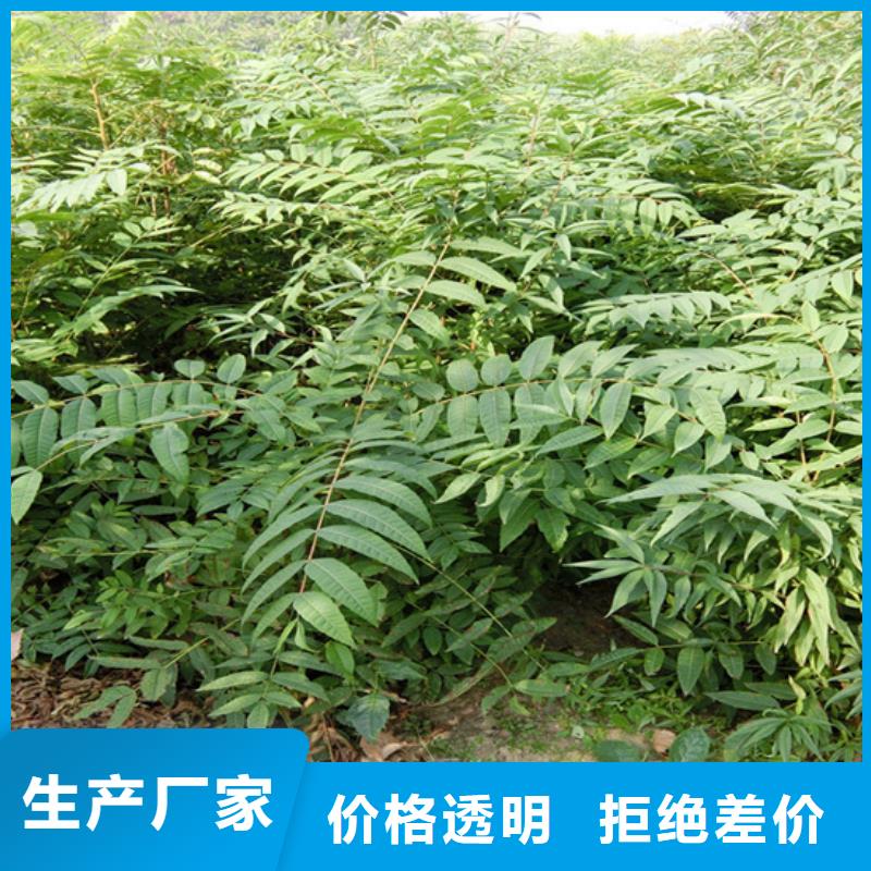 北美冬青-视频-江西省新余市轩园北美冬青可服务区域渝水|分宜|宜春|萍乡|吉安|上饶|抚州|景德镇等