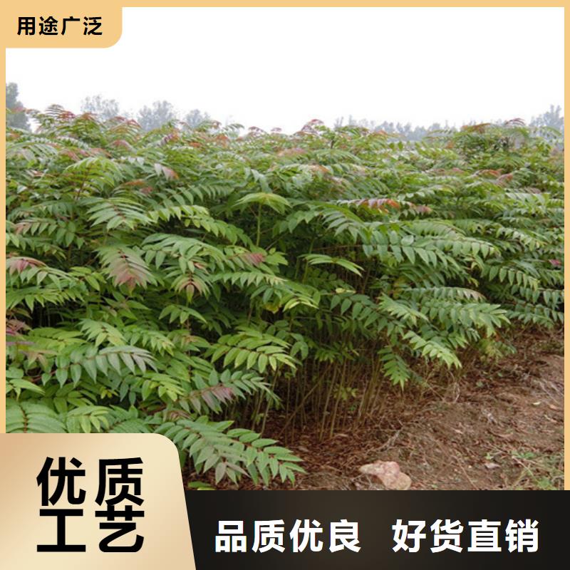 北美冬青-视频-北美冬青-山西省(本土)生产商-太原|晋城|朔州|阳泉|临汾