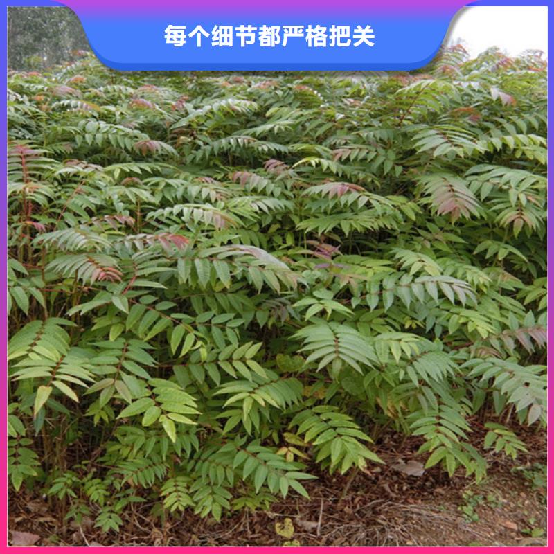 北美冬青-视频-北美冬青-山西省(本土)生产商-太原|晋城|朔州|阳泉|临汾