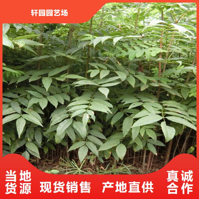 北美冬青-视频-北美冬青-山西省(本土)生产商-太原|晋城|朔州|阳泉|临汾