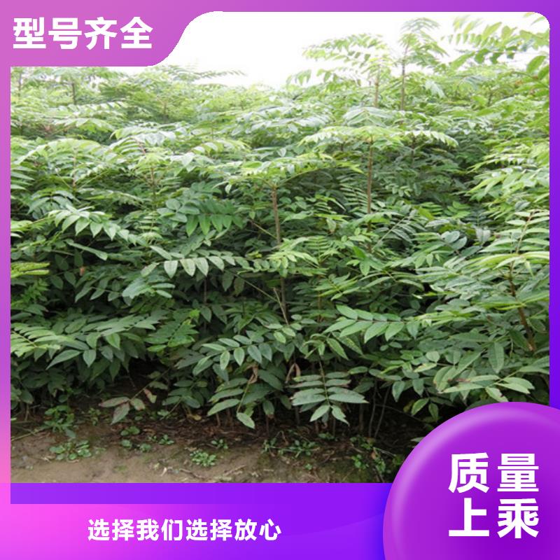 香椿西瓜苗厂家精选