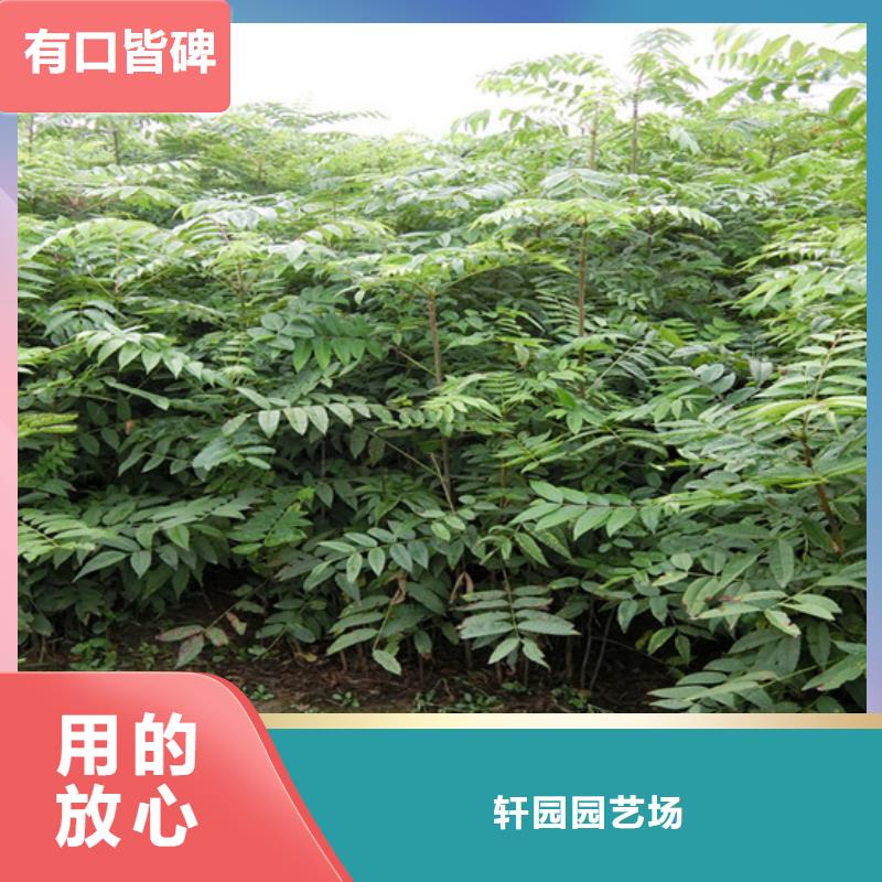 北美冬青-视频-江西省新余市轩园北美冬青可服务区域渝水|分宜|宜春|萍乡|吉安|上饶|抚州|景德镇等