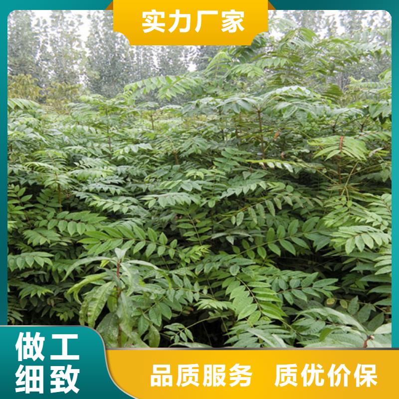 北美冬青-视频-北美冬青-山西省(本土)生产商-太原|晋城|朔州|阳泉|临汾