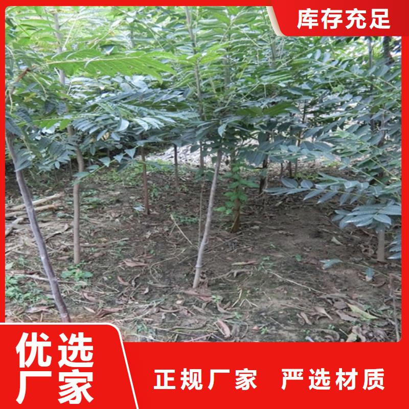 北美冬青-视频-北美冬青-山西省(本土)生产商-太原|晋城|朔州|阳泉|临汾