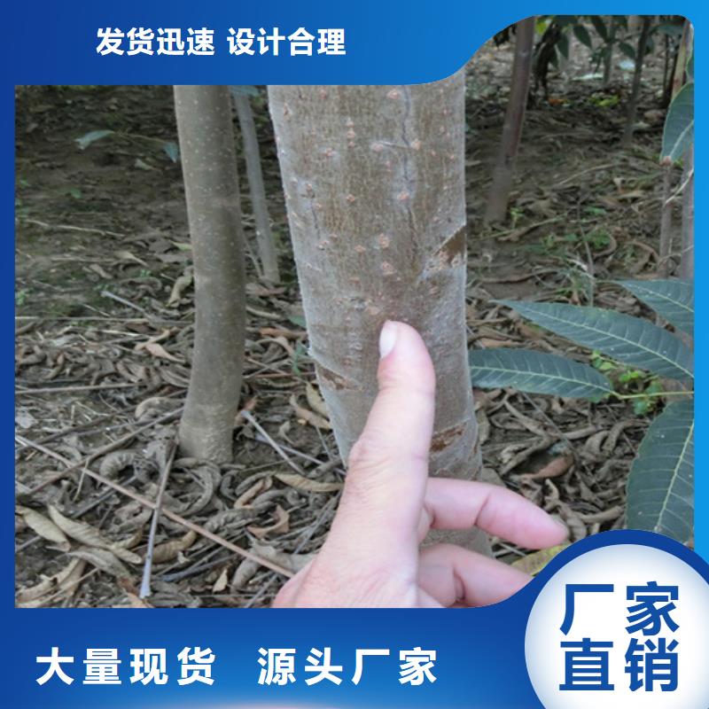 香椿西瓜苗厂家精选