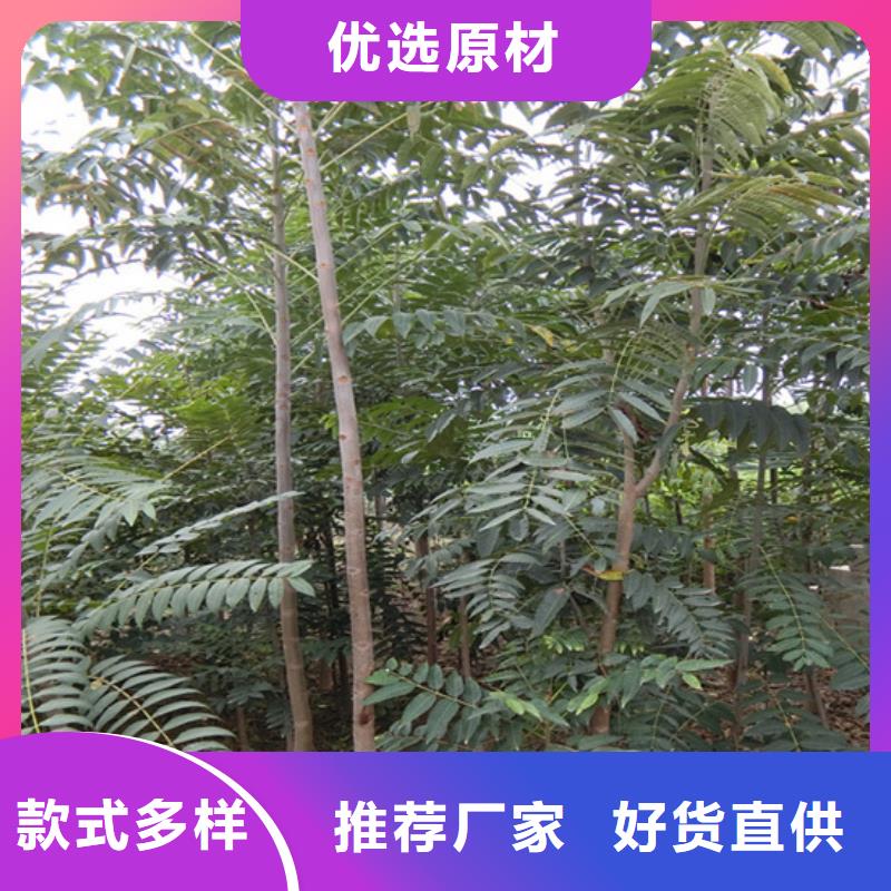 香椿石榴树服务至上