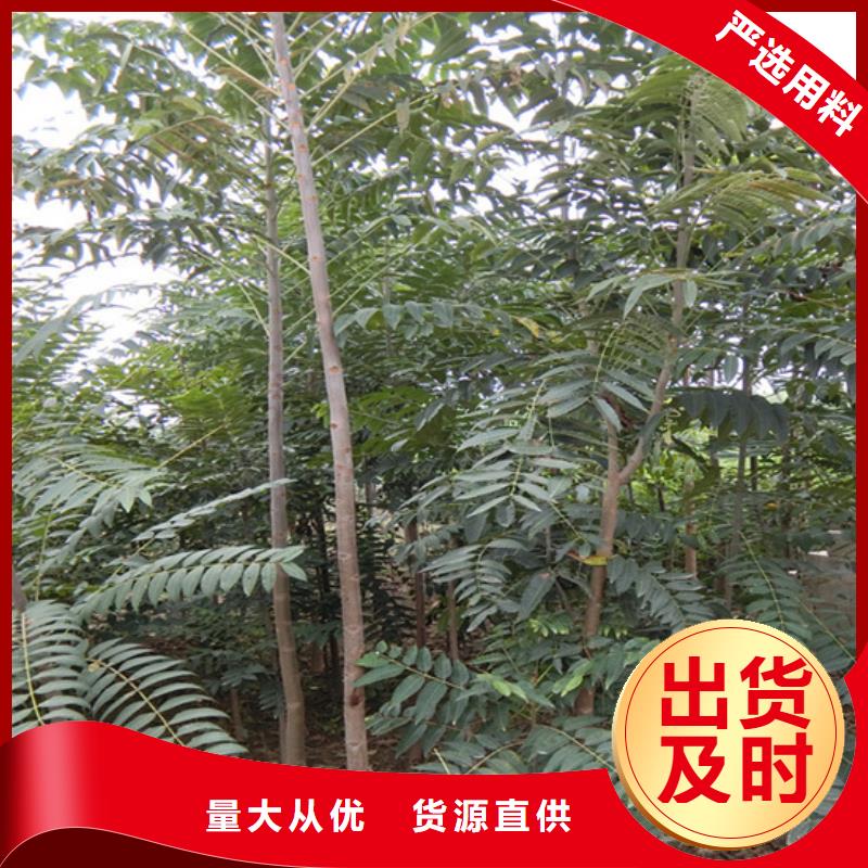 北美冬青-视频-北美冬青-山西省(本土)生产商-太原|晋城|朔州|阳泉|临汾