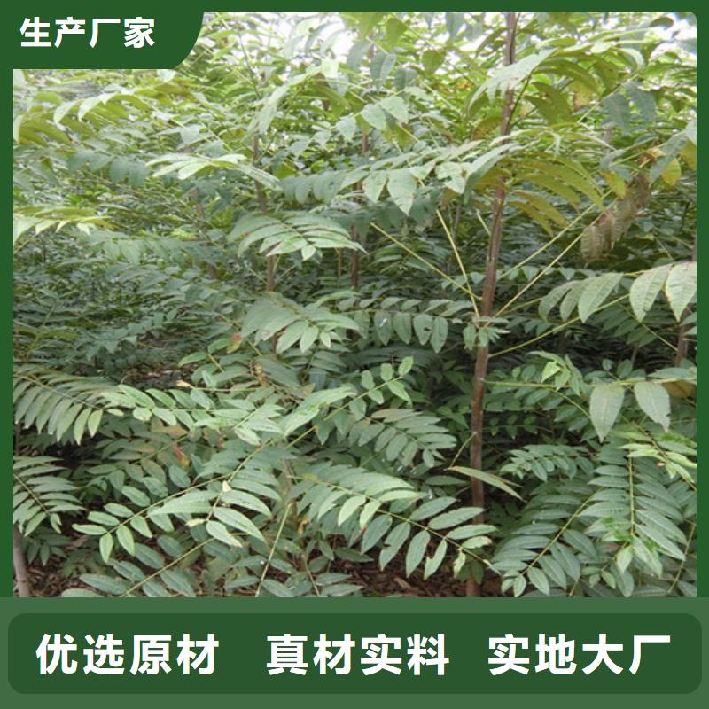 北美冬青-视频-北美冬青-山西省(本土)生产商-太原|晋城|朔州|阳泉|临汾