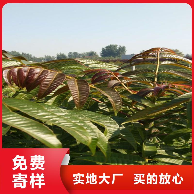 北美冬青-视频-江西省新余市轩园北美冬青可服务区域渝水|分宜|宜春|萍乡|吉安|上饶|抚州|景德镇等