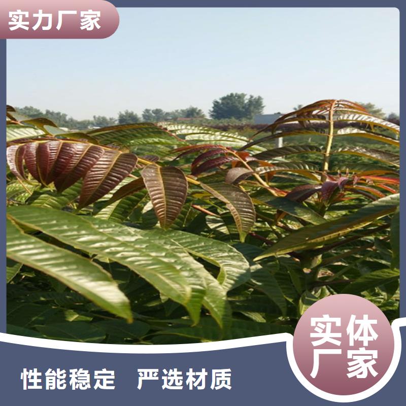 香椿西瓜苗厂家精选
