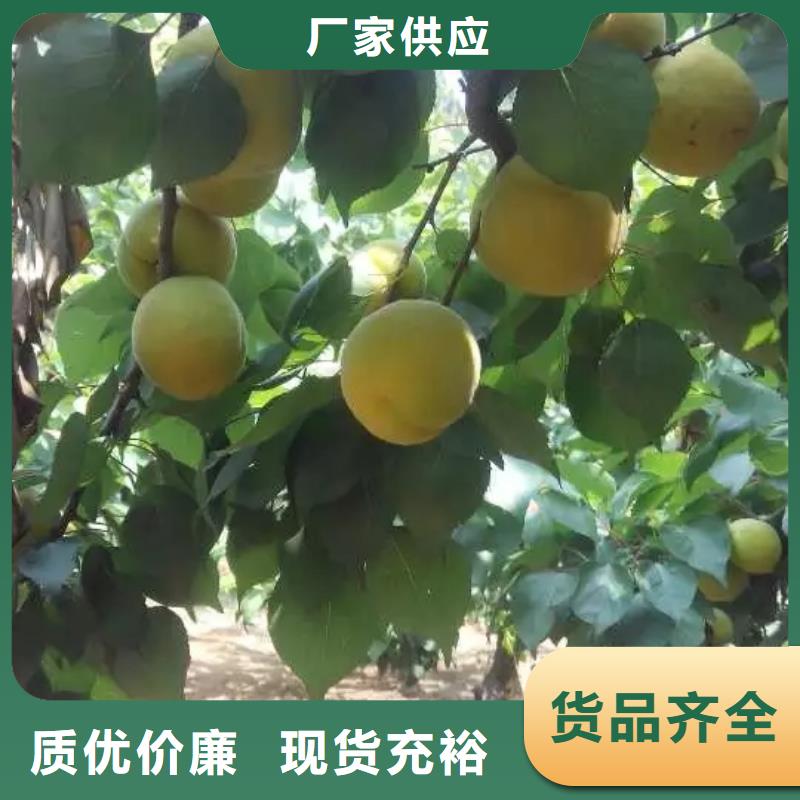 北美冬青-视频-北美冬青-轩园园艺场(浙江省分公司)服务区域绍兴|台州|丽水|温州|嘉兴