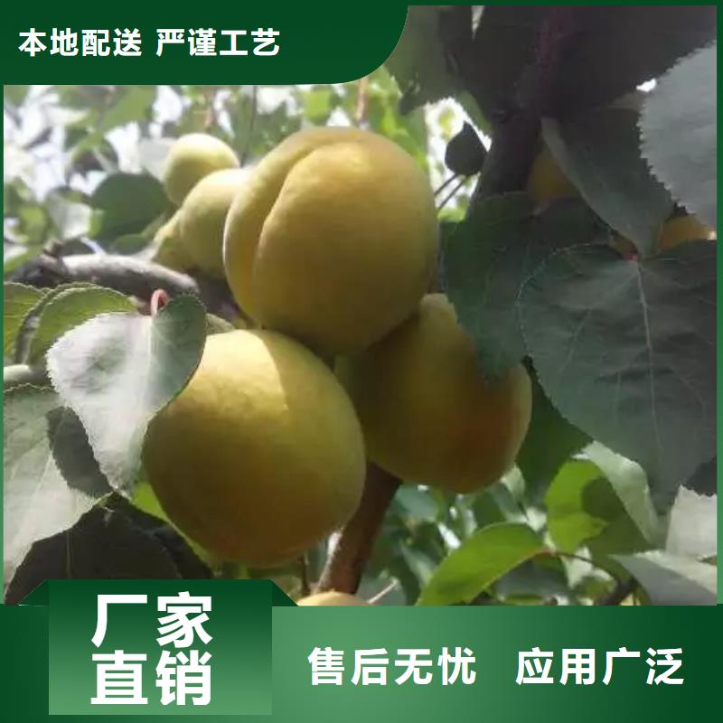 杏桃树苗有口皆碑