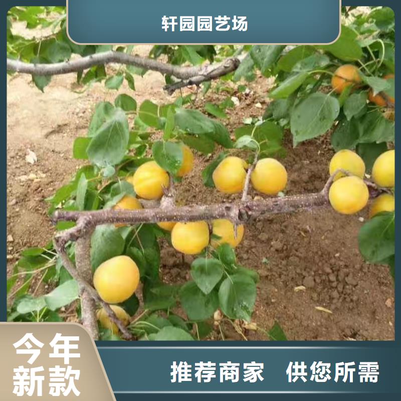 北美冬青-视频-北美冬青|云南省迪庆市|德钦|香格里拉|西双版纳|保山|昭通|大理|怒江|临沧