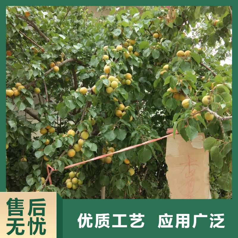 杏嘎啦苹果质量不佳尽管来找我
