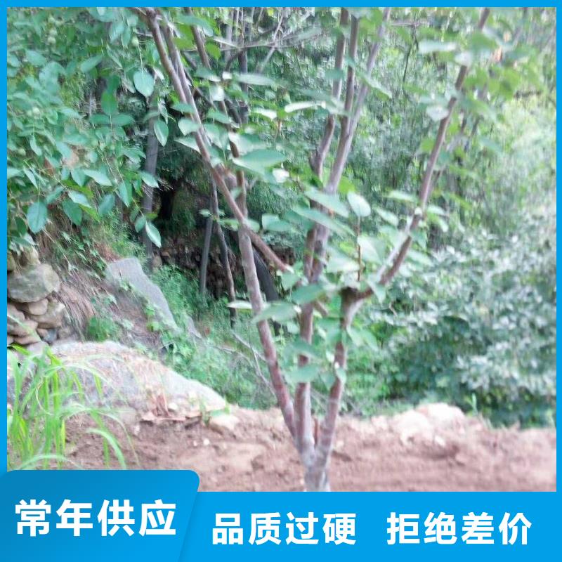 北美冬青视频-北美冬青|马鞍山市|含山|和县|亳州|阜阳|黄山|滁州|巢湖|安庆|宣城