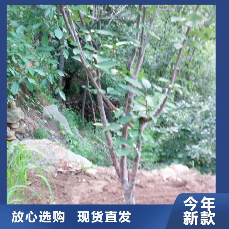 北美冬青-视频-北美冬青-轩园园艺场(浙江省分公司)服务区域绍兴|台州|丽水|温州|嘉兴