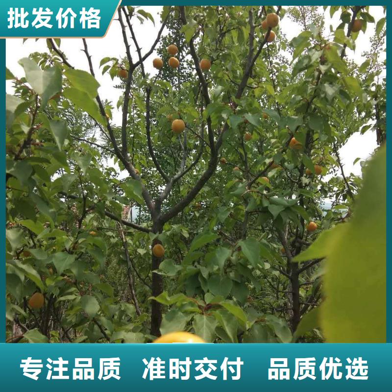 杏苹果苗细节决定品质