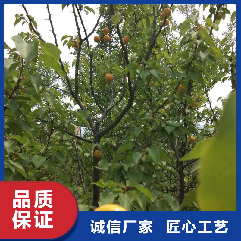 杏李树苗支持货到付清