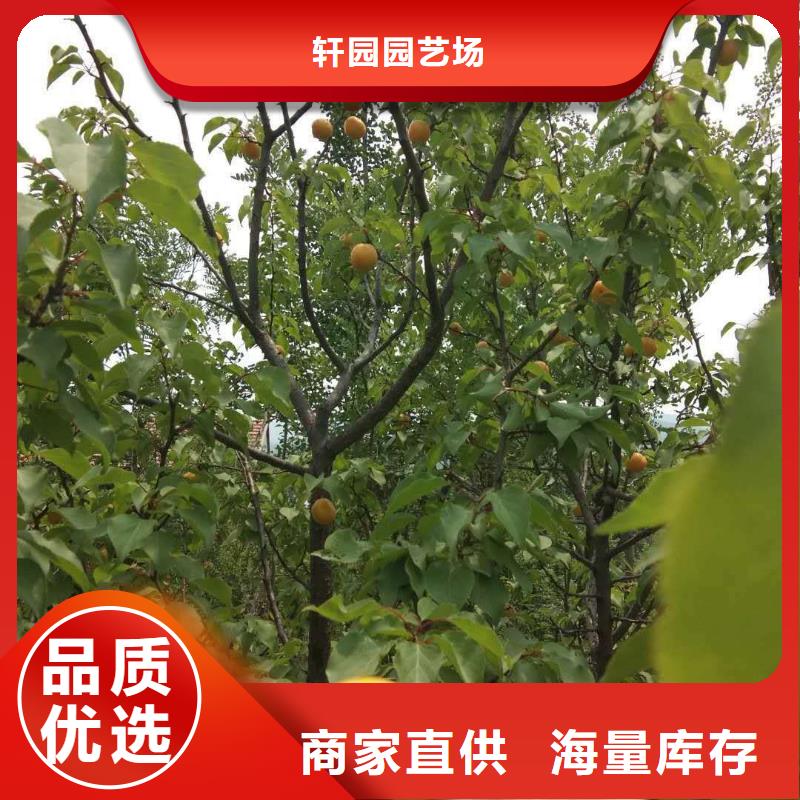 北美冬青-视频-北美冬青|云南省迪庆市|德钦|香格里拉|西双版纳|保山|昭通|大理|怒江|临沧