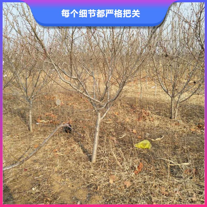 杏嘎啦苹果质量不佳尽管来找我
