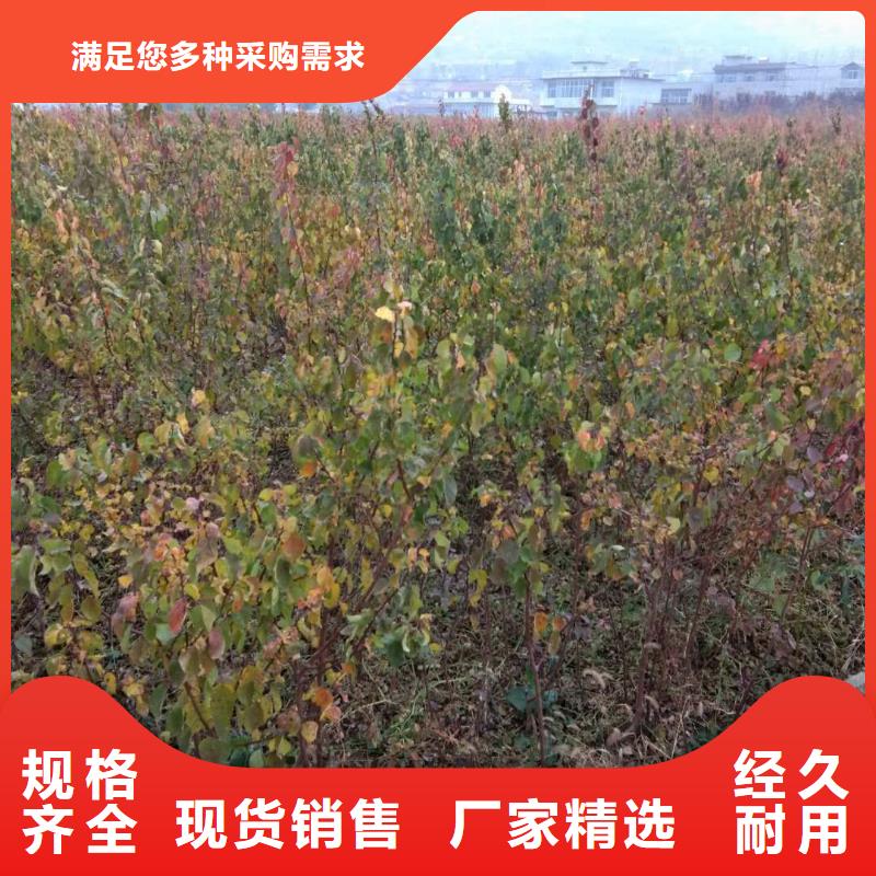 北美冬青-视频-北美冬青-轩园园艺场(浙江省分公司)服务区域绍兴|台州|丽水|温州|嘉兴