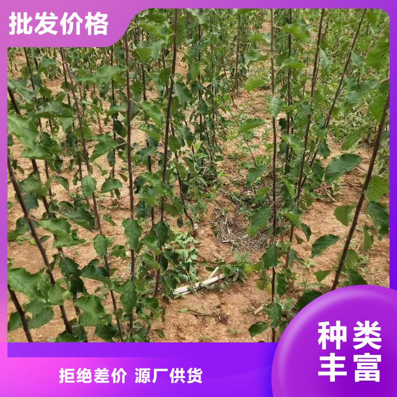 杏,桃树苗资质认证