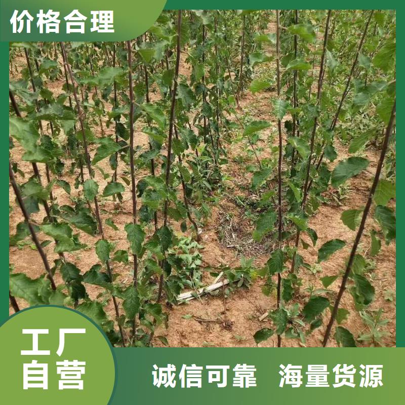 杏桃树苗有口皆碑